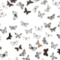 Butterfly White Black