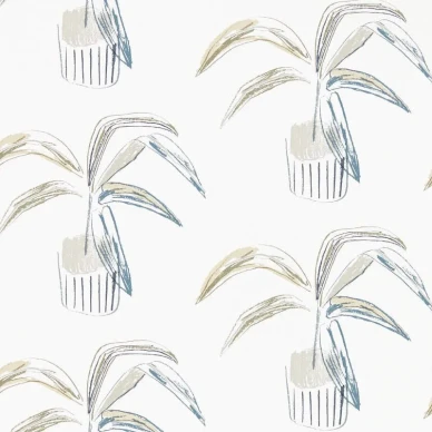 Crassula tapeter image