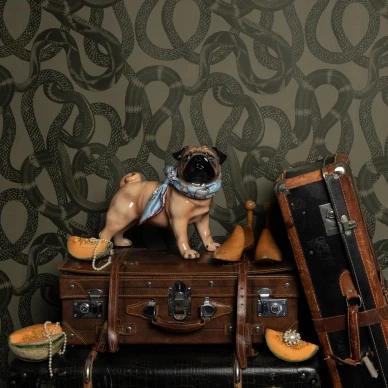 Snake Peek vihrea graafinen kaarmetapetti image