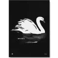 Swan Joutsen kaunis mustavalkoinen lintujuliste Teemu Jarvi Illustrations