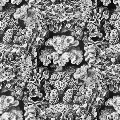 Aqulia Cloud harmaa korallitapetti Rebel Wallsilta image