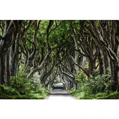 Magical Alley vihrea puutapetti koko kuvio Rebel Wallsilta R15251 image