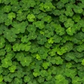 Clover vihrea apilatapetti Rebel Wallsilta R15841