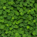 Clover vihrea apilatapetti koko kuvio Rebel Wallsilta R15841