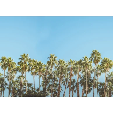 Riviera Daydream sininen vihrea palmutapetti levea kuvio Rebel Wallsilta R16051 image