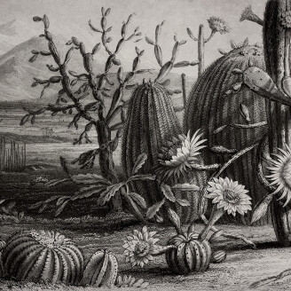 Cactus Garden mustavalkoinen kaktustapetti Rebel Wallsilta R15741 image