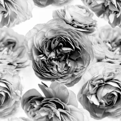 Summer Wind mustavalkoinen suurikuvioinen kukkatapetti Rebel Wallsilta R13092 image