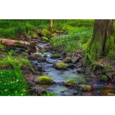 Stream metsavirta valokuvatapetti Rebel Wallsilta koko kuvio R16381 image