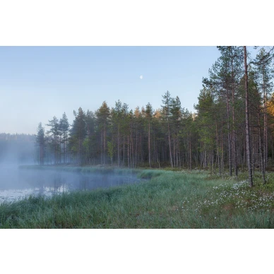 Forest Lake sumuinen metsajarvi valokuvatapetti Rebel Wallsilta koko kuvio R16421 image