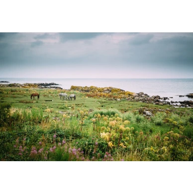 Bareback hevostapetti valokuvatapetti koko kuvio Rebel Wallsilta R16471 image