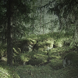 Virgin Forest maaginen metsatapetti valokuvatapetti Rebel Wallsilta R16531 image
