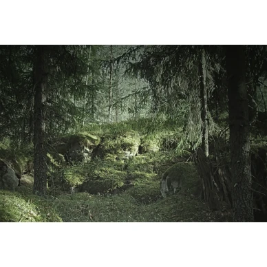 Virgin Forest maaginen metsatapetti valokuvatapetti koko leveys Rebel Wallsilta R16531 image