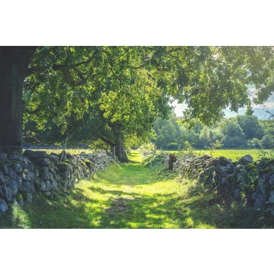 Early Summer vihrea maaseutumaisema valokuvatapetti koko leveys Rebel Wallsilta R16651 image