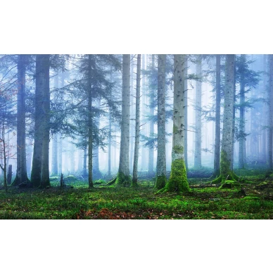 Blue Forest sininen metsatapetti valokuvatapetti koko kuvio Rebel Wallsilta R16661 image