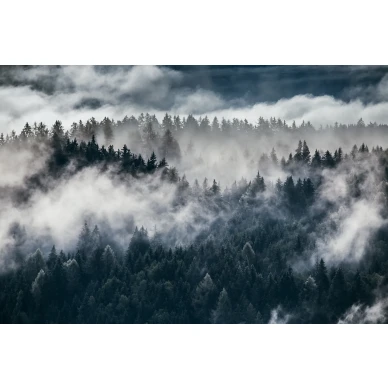 Shinrin Yoku rauhallinen metsatapetti koko kuvio Rebel Wallsilta R17041 image