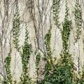 Climbing Ivy vihrea kasvitapetti Rebel Wallsilta R17191
