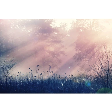 Pink Dawn roosa aamumaisema muraltapetti koko kuvio Rebel Wallsilta R15361 image