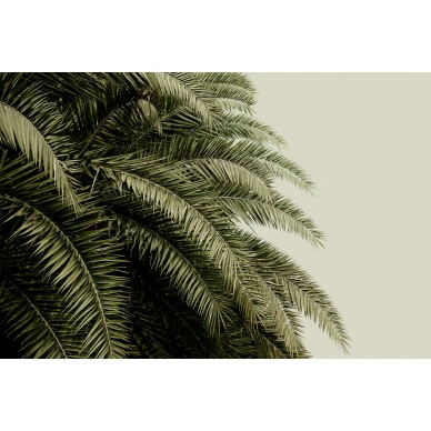 Leaf Love vihrea palmutapetti Rebel Wallsilta koko kuvio R14001 image