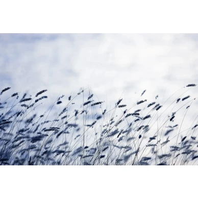 Scandinavian Light sininen ruohotapetti levea kuvio Rebel Wallsilta R12971 image