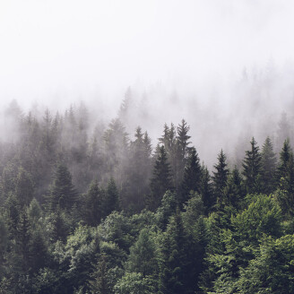 Misty Fir Forest vihrea usvainen metsatapetti Rebel Wallsilta R16731 image
