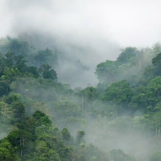 Misty Forest vihrea sumuinen metsatapetti Rebel Wallsilta R15062 image