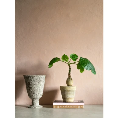 Hajuton ja myrkkyton kalkkimaali Floria savy roosa image