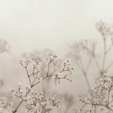 Julia beige roosa kukkatapetti Sandbergilta S10130 image