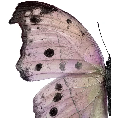 Lahikuva perhosjuliste Liljebergilta Salamis Parhassus image