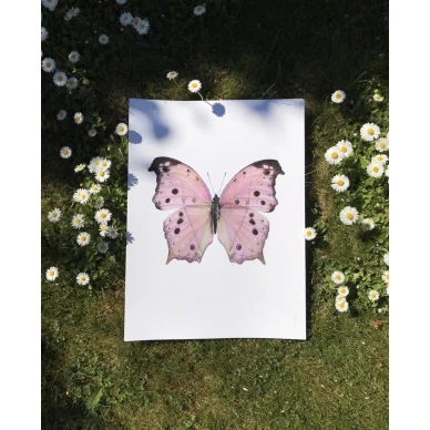 Roosa perhonen juliste Salamis Parhassus image