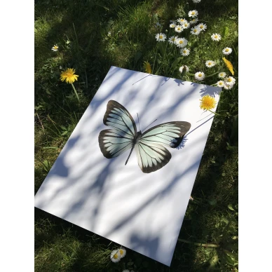 Juliste vaaleanvihreasta perhosesta Pareronia Valeria Lutescens image