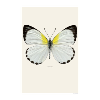 Valkoinen perhonen Appias Sylvia juliste Liljebergsilta image