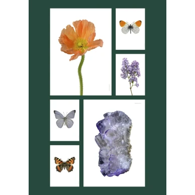 Julistekollaasi nokkosperhonen Aglais Urticae alin vasemmalla puolella image