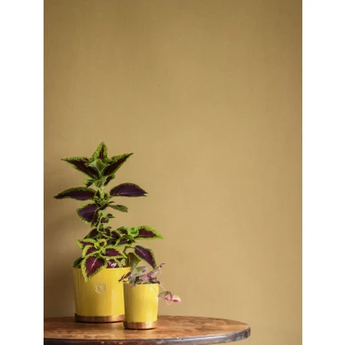 Keltainen tapetti Lakeview 902 57 Ulricehamnilta image