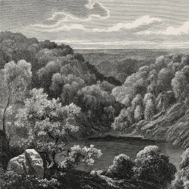 Mystery Lake harmaa metsatapetti Rebel Wallsilta R19216 image