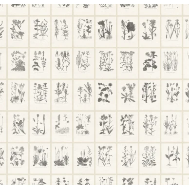 S10509 Botanica Graphite Sandberg Wallpaper product 2 image