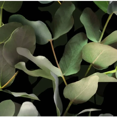 9523W Eucalyptus Closeup image