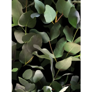 9523W Eucalyptus Closeup image