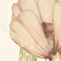 R20401_closeup1