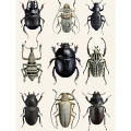 Mustavalkoinen juliste Beetle Black White Liljebergsilta mustia ja valkoisia kovakuoriaisia