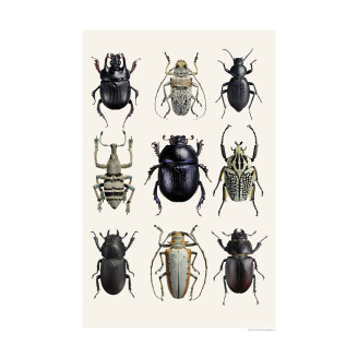 Mustavalkoinen juliste Beetle Black White Liljebergsilta mustia ja valkoisia kovakuoriaisia image