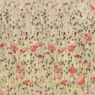 Poppies unikko valokuvatapetti Rebel Wallsilta R16391 image