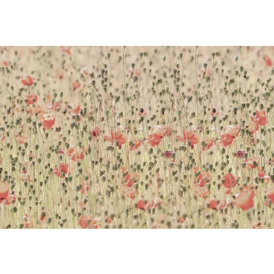 Poppies unikko valokuvatapetti koko kuvio Rebel Wallsilta R16391 image